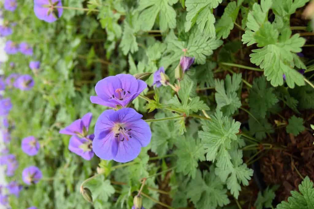 Geranium himalayense 'Gravetye' ---